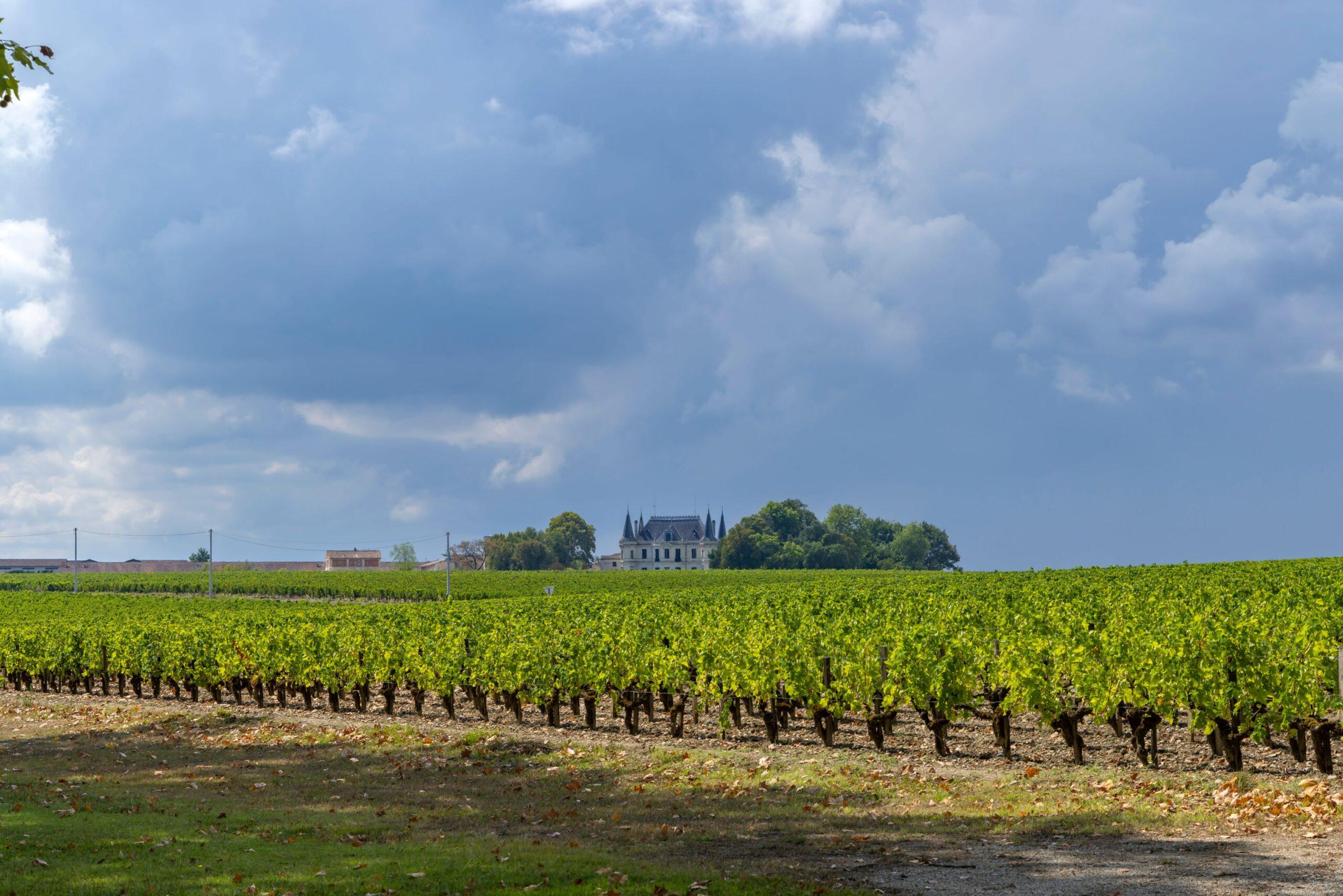 Bordeaux Weine: Weinfelder