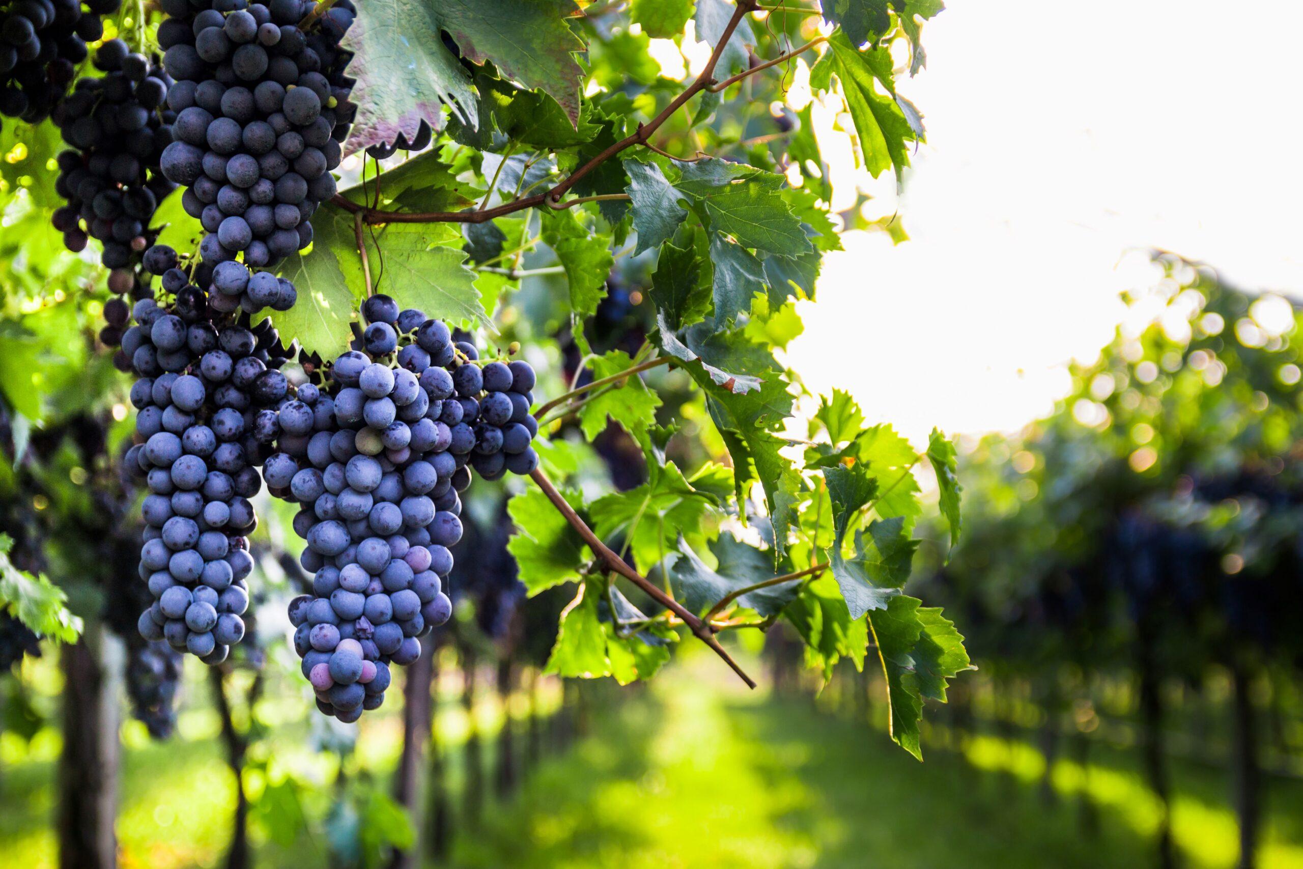 Bordeaux Weine: Weintrauben